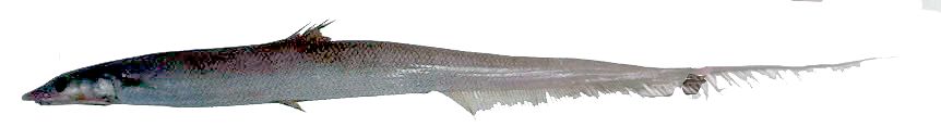 Halosaurus johnsonianus_02.jpg